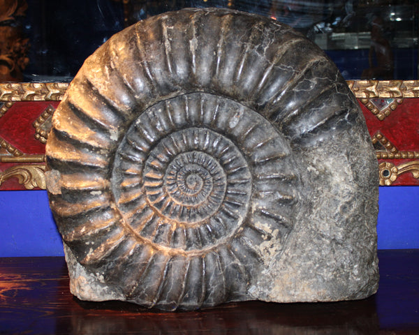 Ammonite found in the South of France