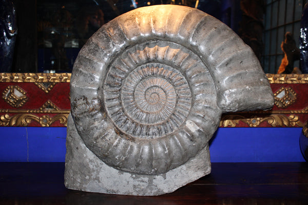Ammonite found in the South of France