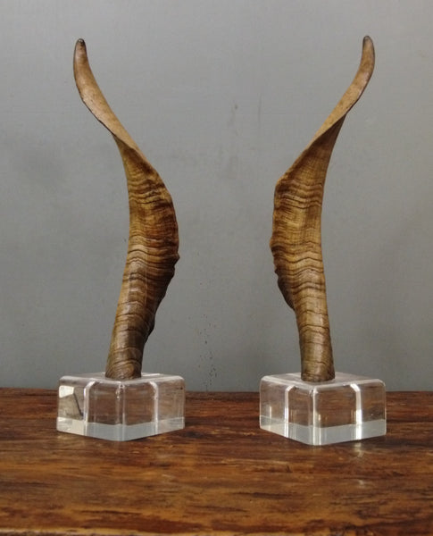 Horns mounted on Acrylic blocks.