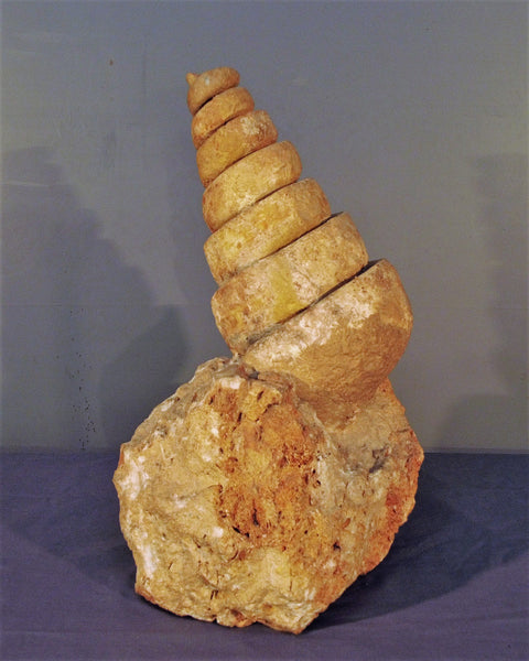 Fossilized caracol snail from North Africa
